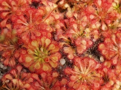 Drosera capillaris | Sussex | carnivorous plants seeds | 15s