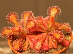Drosera coccicaulis | carnivorous plants seeds | 20s