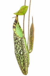 Nepenthes spectabilis | Sibuatan | 8 - 12 cm