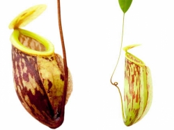 Nepenthes glabrata | carnivorous plants seeds | 10 seeds
