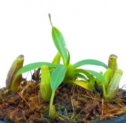 Nepenthes izumiae | carnivorous plants seeds | 10 seeds