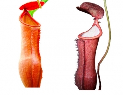 Sterile tissue culture flask | Hobby | Nepenthes viellardii