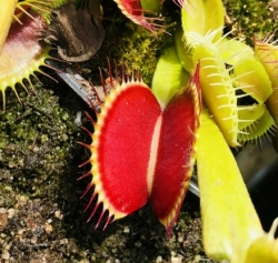 Dionaea muscipula | venus fly trap | Dark Red Ring - King | carnivorous plants seeds | 10 seeds