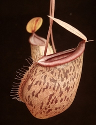 Nepenthes (hamata x glabrata) x tenuis | 6 - 10 cm