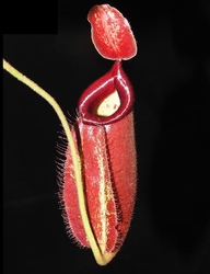 Nepenthes robcantleyi x ampullaria | 12 - 16 cm