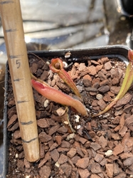 Heliamphora ionasii | Killer/Red giant | juvenile pitchers | plant  # 1 | 3 - 5 cm
