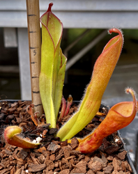 Heliamphora parva | Cerro Neblina | plant  # 4 | adult pitchers 6 - 8 cm