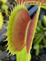 Dionaea muscipula | Big Dracula | 3 - 5 cm