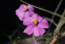 Byblis guehoi | Dampier Peninsular | carnivorous plants seeds | 5 seeds - kopie