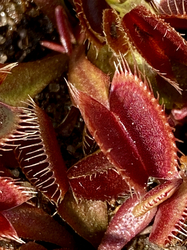 Dionaea muscipula | venus fly trap | Claytons Volcanic Red | carnivorous plants seeds | 10 seeds