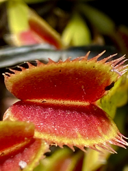 Dionaea muscipula | Flaming Lips | 3 - 5 cm