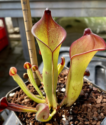 Heliamphora uncinata | Giant clone | plant # 1 | adult pitchers 6 - 8 cm