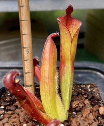 Heliamphora parva | Cerro Neblina | plant  # 3 | adult pitchers 6 - 8 cm