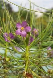 Byblis aquatica | Kakadu N.P. | carnivorous plants seeds | 5 seeds