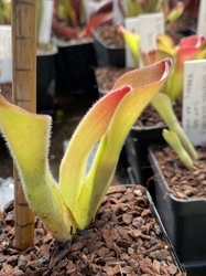 Heliamphora exappendiculata | Apc | plant  # 2 | adult plant | 6 - 8 cm