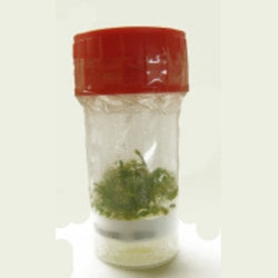 Sterile tissue culture flask | Profi | Drosera caledonica