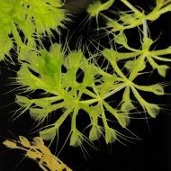 Aldrovanda vesiculosa var. rubescens | Hungary | 1 plant / turion