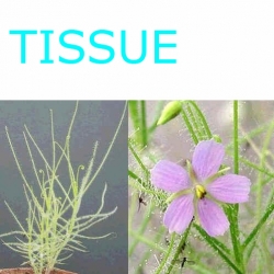 Sterile tissue culture flask | Hobby | Byblis filifolia