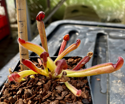 Heliamphora uncinata | Giant clone | plant # 5 | juvenile pitchers 4 - 6 cm