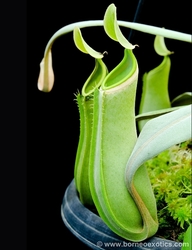 Nepenthes albomarginata | green - Brunei | 6 - 10 cm