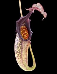 Nepenthes maxima | Lumut | 8 - 10 cm