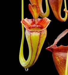 Nepenthes jacquelineae | carnivorous plants seeds | 10 seeds
