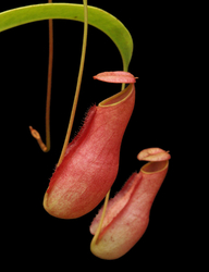 Nepenthes madagascariensis | 6 - 8 cm