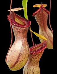 Nepenthes ventricosa | Madja | 8 - 12 cm
