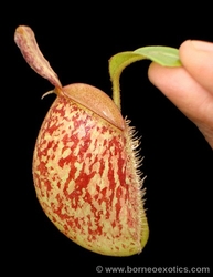 Nepenthes ampullaria | Bronze Nabire | 6 - 8 cm