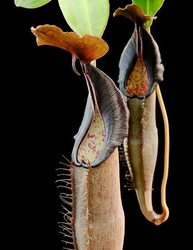 Nepenthes lingulata | 6 - 8 cm