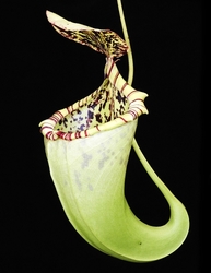 Nepenthes burbidgeae x campanulata | 7 - 10 cm