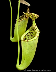 Nepenthes burbidgeae x campanulata | 7 - 10 cm
