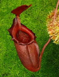 Nepenthes rajah x mira | 6 - 8 cm