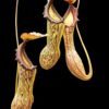 Nepenthes boschiana | Gng Sakumpang | 7 - 10 cm