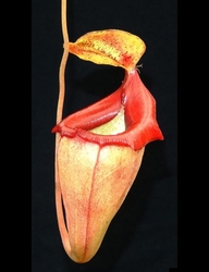 Nepenthes flava | 6 - 8 cm