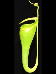 Nepenthes flava | 6 - 8 cm