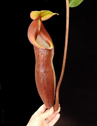Nepenthes boschiana x mira | 6 - 8 cm