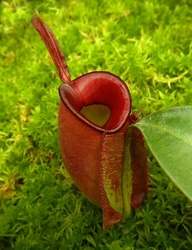 Nepenthes ampullaria | Brunei Red | 6 - 8 cm