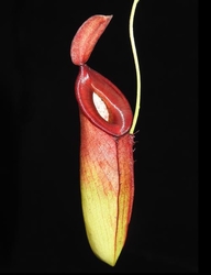 Nepenthes (ampullaria x mirabilis) x dubia | 6 - 10 cm
