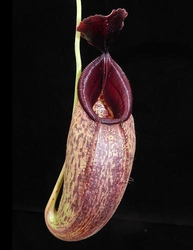 Nepenthes aristolochioides x robcantleyi | 6 - 10 cm