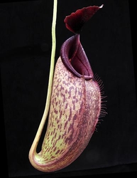 Nepenthes aristolochioides x robcantleyi | 6 - 10 cm