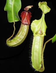 Nepenthes robcantleyi x veitchii | 6 - 10 cm