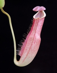 Nepenthes longifolia | Kelog Sembilan | 4 - 6 cm