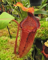 Nepenthes maxima x (lowii x macrophylla) | 8 - 12 cm