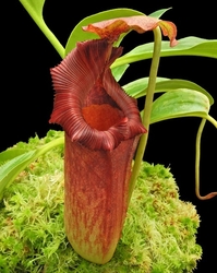 Nepenthes maxima x (lowii x macrophylla) | 8 - 12 cm