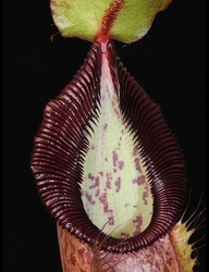 Nepenthes spathulata x hamata | 6 - 8 cm