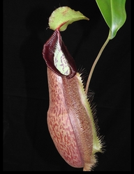 Nepenthes spathulata x hamata | 6 - 8 cm