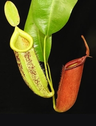 Nepenthes ampullaria x veitchii | > 15 cm
