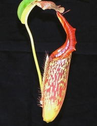 Nepenthes eymae | Central Sulawesi - Indonesia | 6 - 8 cm