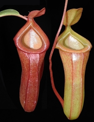 Nepenthes ventricosa x dubia | 6 - 8 cm
